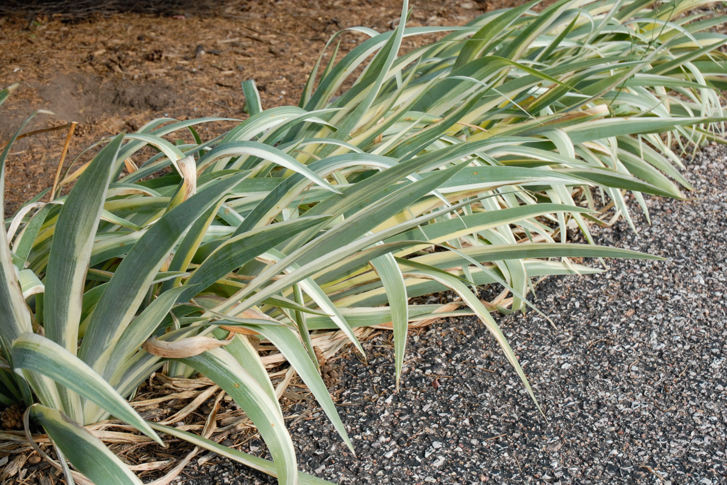 Yellow Dalmatian Iris